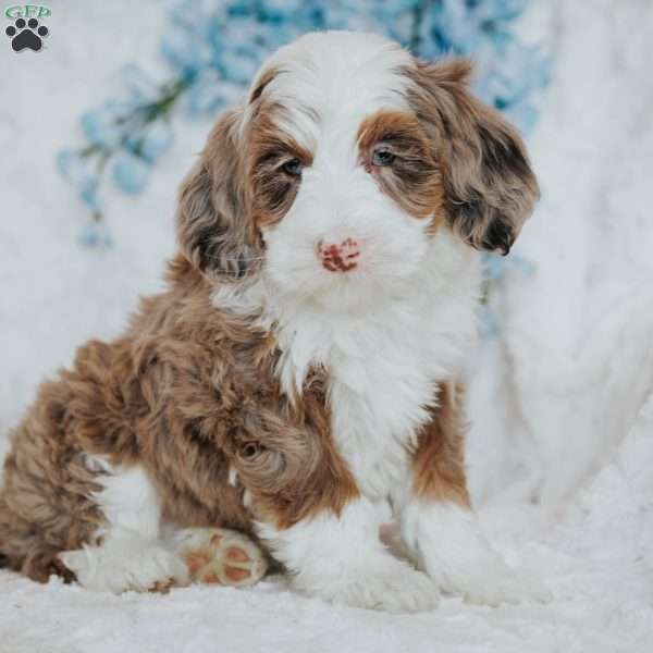 Izzy, Bernedoodle Puppy